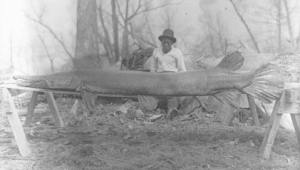 A dinosaur? no an Aligator Gar - weighing close to 300 lbs still existing today.